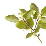 Holy Basil ORGANIC - 15g