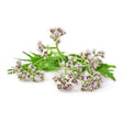 Valerian BIO 15g