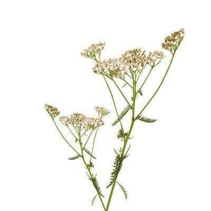 Yarrow Organic - 15g